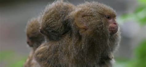 Dos crías gemelas de mono tití pigmeo orientales revolucionan el zoo de ...