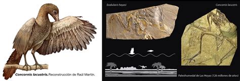 Dos fósiles españoles esclarecen cómo evolucionó el vuelo en las ...