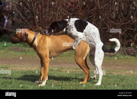 Dos perros   cópula Fotografía de stock   Alamy