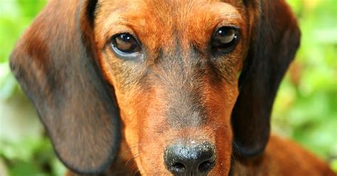 Dosis de metronidazol para perros | eHow en Español