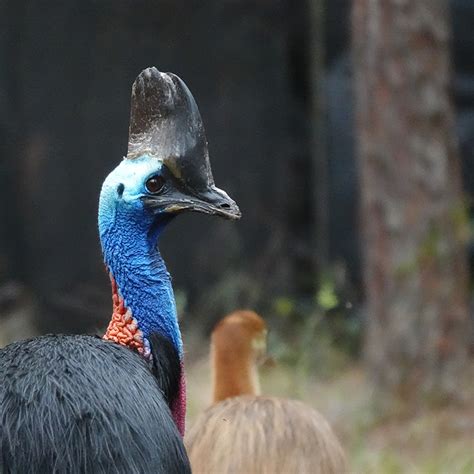 Double Wattled Cassowary   White Oak Conservation