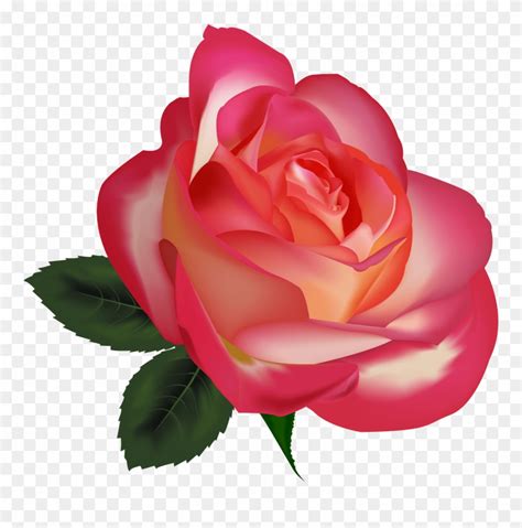 Download Beautiful Rose Clip Art Clipart Free Download ...