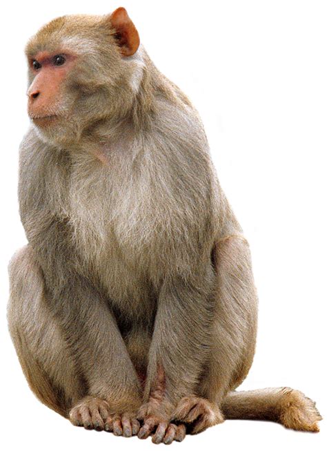 Download Free High quality Monkey Png Transparent Images ...