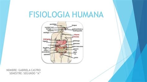 Download Qu? Es La Anatom?A Fisiol?Gica Gif | ulonyokoti