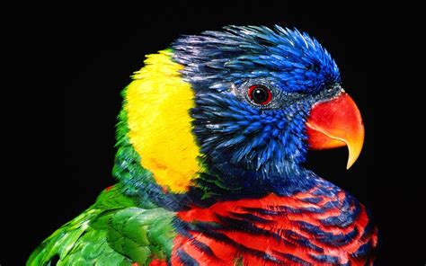 Download Rainbow Lorikeet Exotic Birds Pictures Download ...