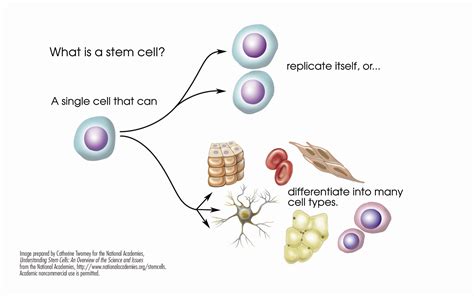 Download Stem Cell Figures – Stem Cells