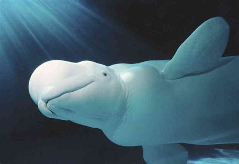 Dozens Of Beluga Whales Trapped By Bering Sea Ice : The ...
