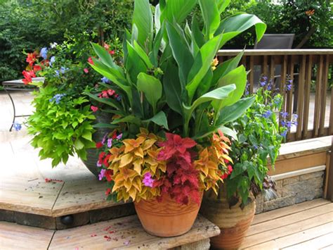 Dr. Dan s Garden Tips: February Tips for Container Gardening