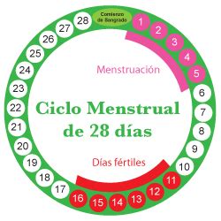 Dra. Sofía Herrera on Twitter:  Ciclo menstrual son en promedio de 28 a ...