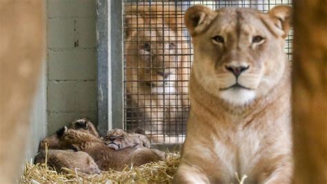 Drama im Leipziger Zoo: Löwenmutter Kigali tötet zwei ihrer Babys