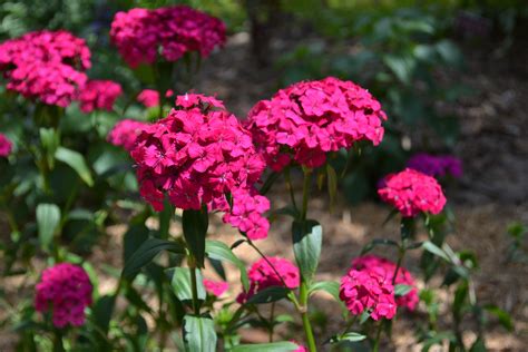Drama in the Garden with Amazon Dianthus Series   UF/IFAS ...