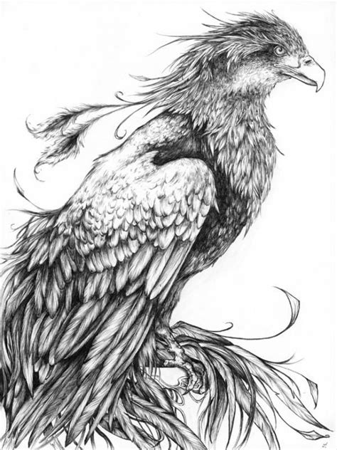 draw.fenix.bird | Ave fenix dibujo, Fenix dibujo, Tatuajes de aves fenix