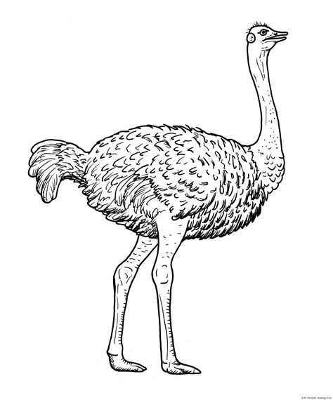 Drawing of ostrich – drawing of.eu