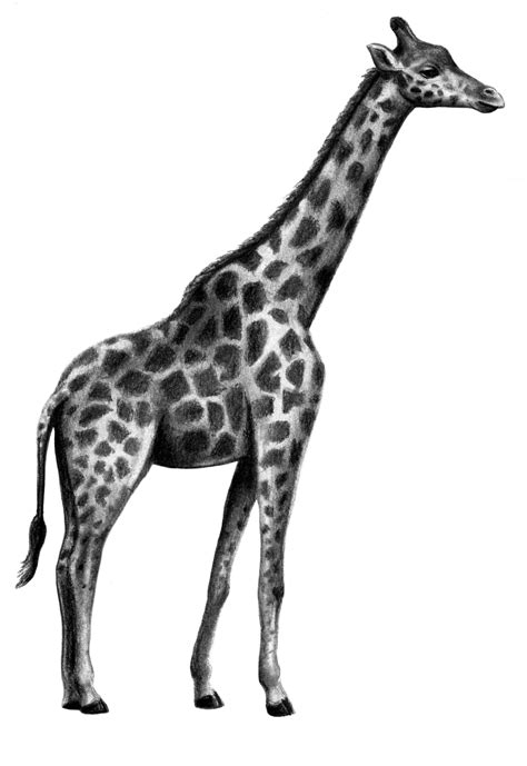 Drawn Giraffe   ClipArt Best