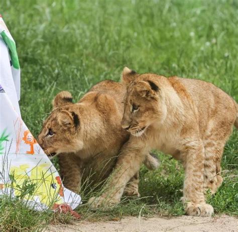 Drei Löwenbabys im Leipziger Zoo getauft   WELT