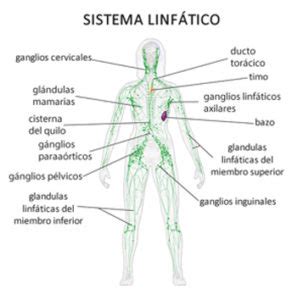 Drenaje Linfático Manual para no sufrir piernas pesadas ni ...