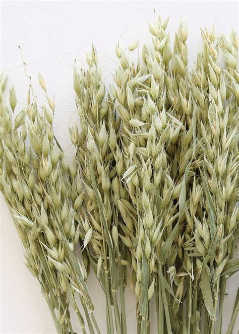 Dried Avena Wild Oats | Trees to plant, Fall flower ...