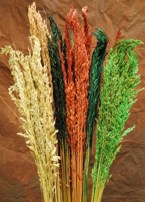 Dried Wild Oats   Decorative  With images  | Wheat ...
