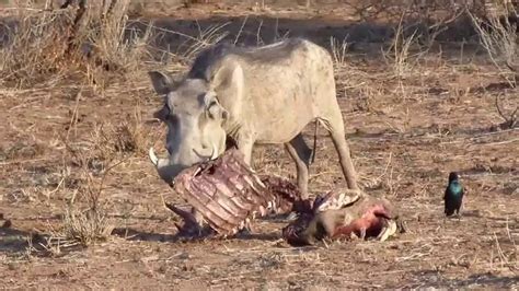 Drought causes Warthog to eat dead warthog carcass killed by wild dogs ...