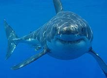 Drum line  shark control    Wikipedia