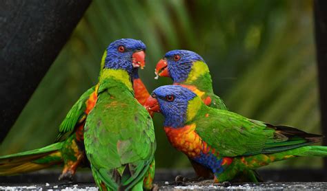 Drunk birds: inebriation in the wild   Australian Geographic
