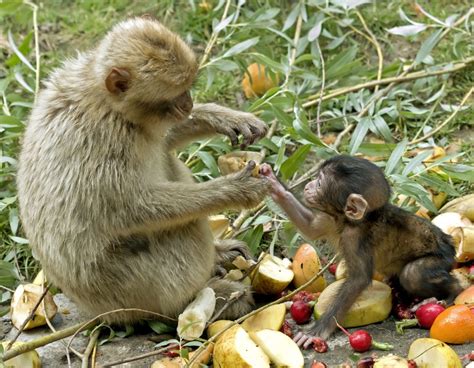 Drunken monkeys: Does alcoholism have an evolutionary ...