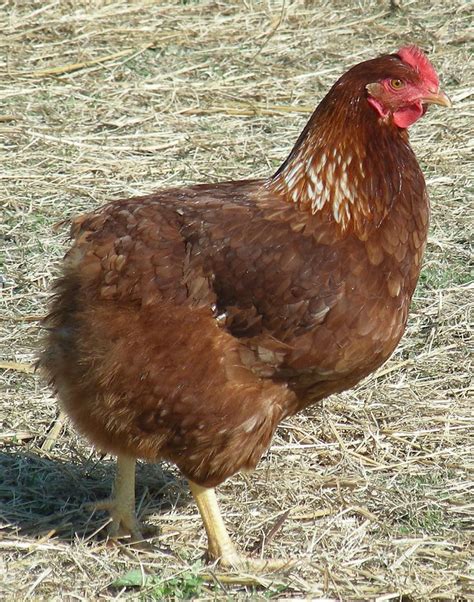DSCN5703 | Araucana chickens, Chicken breeds, Chickens