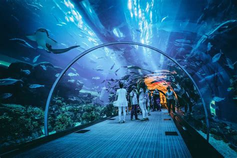Dubai Aquarium & Underwater Zoo | Ticket Prices, Timings & More
