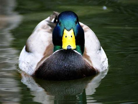 Duck | Animal Wildlife
