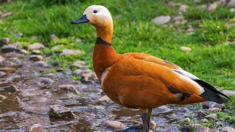 Duck Challenge , el nuevo desafío viral de la cuarentena: ¿Cuántos ...