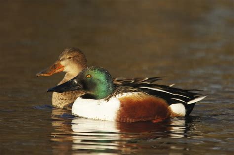 Duck Identification Guide: All the Types of Ducks With ...