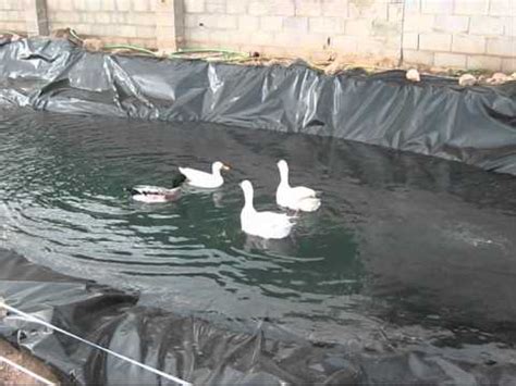 Duck Pond Project / Proyecto estanque de patos   YouTube