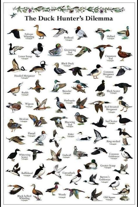 Duck types  With images  | Duck hunting, Waterfowl hunting ...
