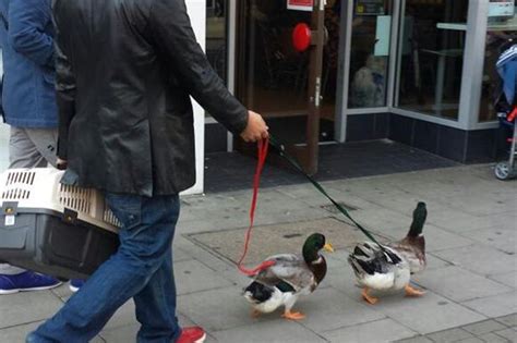 Duck walking pictured: Man spotted walking DUCKS on lead ...