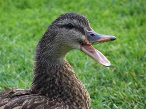 Ducks Don’t Have Teeth, but You Should See His Bill