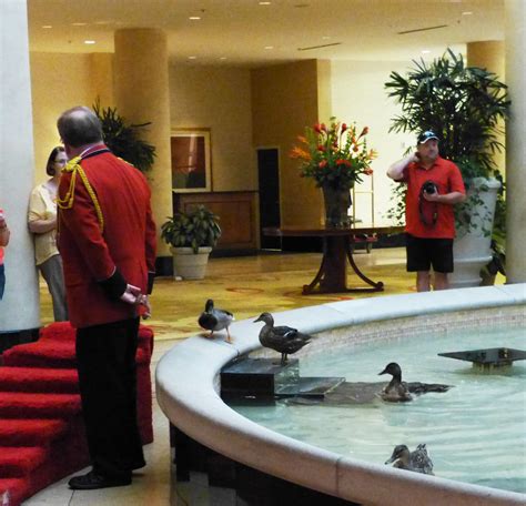 Ducks in fountain at Peabody Hotel, Little Rock | Mike s ...