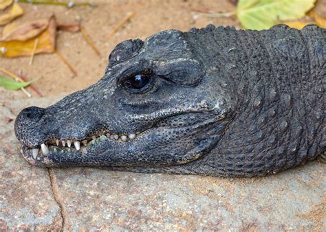 Dwarf Crocodile, Bioparc, Fuengirola, Spain | rmk2112 | Flickr