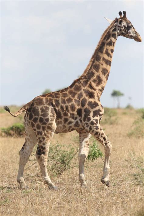 Dwarf Giraffes Found In The Wild For The First Time ...