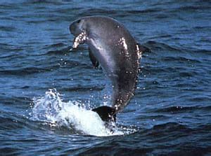 Dwarf sperm whale   Wikipedia