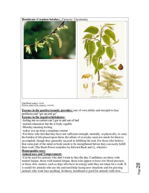 E book 38 bach flower essences   a beginners guide to ...