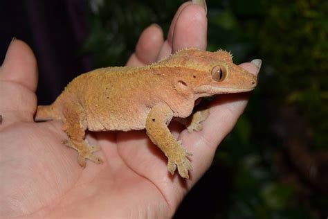E Midlands Female adult crested gecko   Reptile Forums