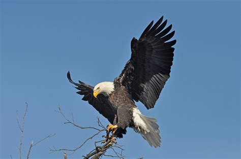 Eagle Has Landed Photograph by Jason Loving