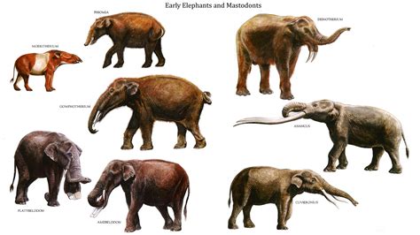 Early Pachyderms. Row 1: Moeritherium, Phomia, Dinotherium; Row 2 ...