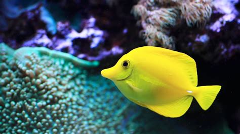 Easiest Saltwater Fish to Keep | Aquarium Care   YouTube
