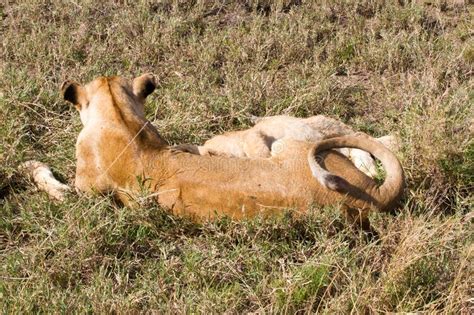 East African Lion Cubs  Panthera Leo Melanochaita  Stock ...