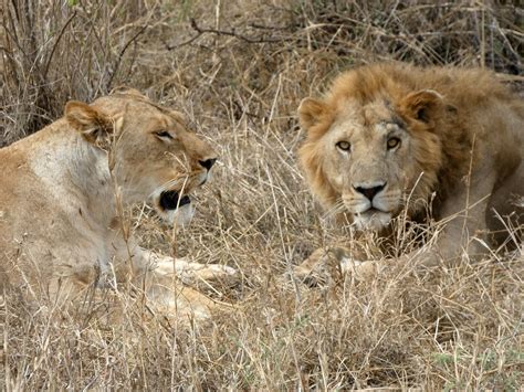 East African lion   Panthera leo melanochaita | Tanzania ...