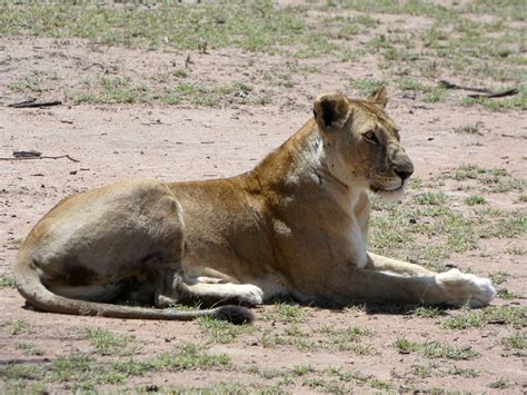 East African lion    Panthera leo melanochaita | Tanzania ...