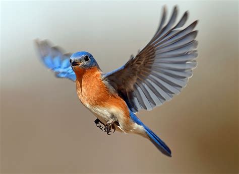Eastern Bluebirds – Is Happiness on the Way? | Tallahassee ...