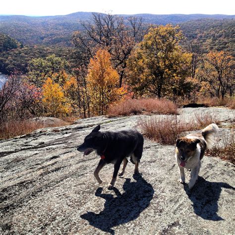 Easy Hiking Trails For Dogs Near Me | ReGreen Springfield