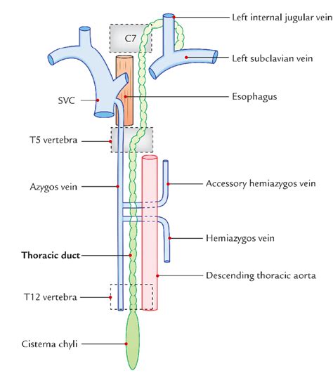 Easy Notes On 【Thoracic Duct】Learn in Just 4 Minutes ...